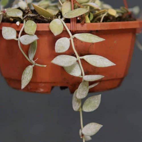 1IQkFnRID4fjz2qdG0fm.jpg 1IQkFnRID4fjz2qdG0fm.jpg