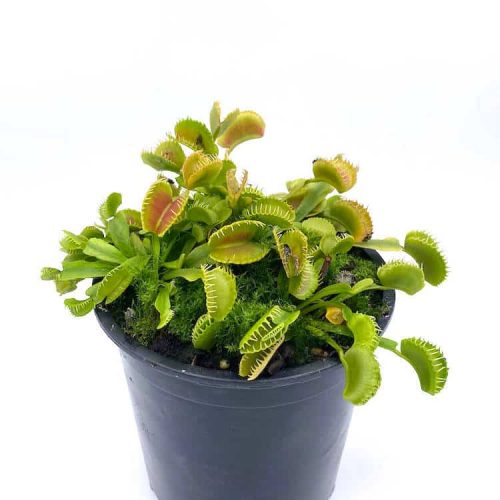 1IcKxcB3j1N63FiqplZe.jpg 1IcKxcB3j1N63FiqplZe.jpg