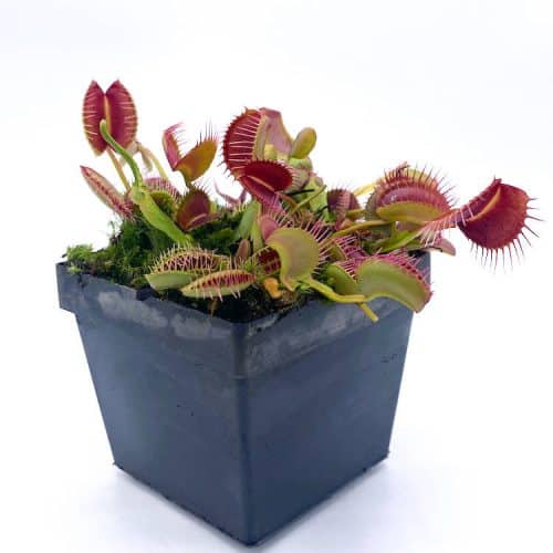 1MUiBRPtLS5jr60xk72q.jpg 1MUiBRPtLS5jr60xk72q.jpg