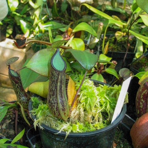 1MbC1SRLG7FMEZUJIfpS.jpg 1MbC1SRLG7FMEZUJIfpS.jpg