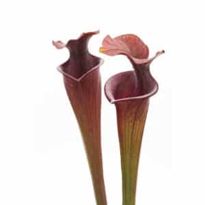 Sarracenia flava var. atropurpurea, Santa Rosa Co, F280 Srba