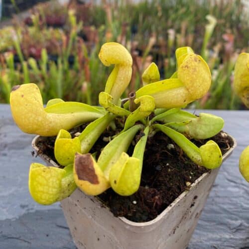 1UKpKJacwLFqEte4HMWO.jpg 1UKpKJacwLFqEte4HMWO.jpg