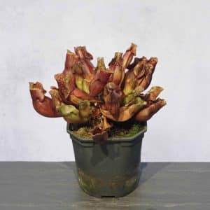 Sarracenia purpurea ssp. purpurea var. riplicola, 15-20 cm