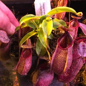 Nepenthes hamata x undulatifolia, 6-8 cm