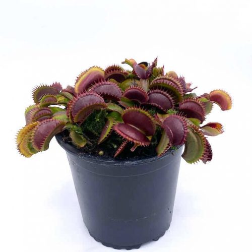 1bz0G8DGRBm4dMF9iDGT.jpg 1bz0G8DGRBm4dMF9iDGT.jpg