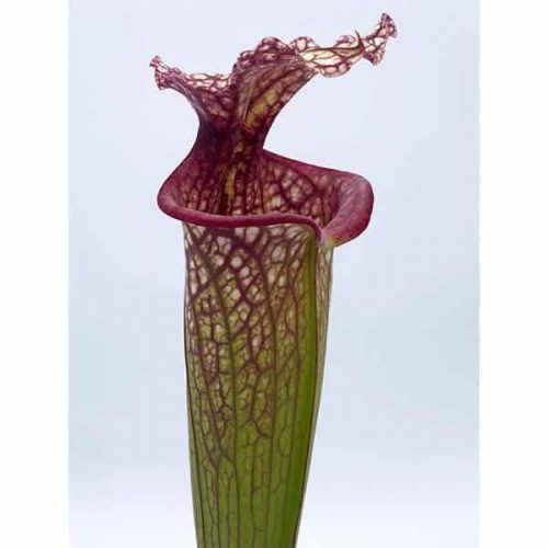 1bzNvu7yZZyjlZreOEul.jpg 1bzNvu7yZZyjlZreOEul.jpg