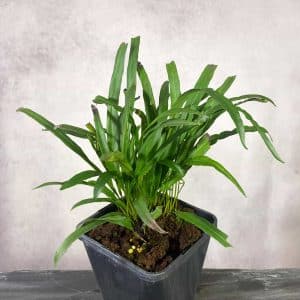 Elaphoglossum spec. Costa Rica, small