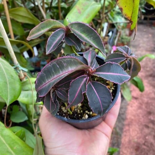 1eFeW8SmY73vr9eb23TM.jpg 1eFeW8SmY73vr9eb23TM.jpg