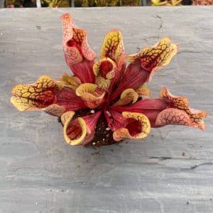 Sarracenia purpurea ssp. venosa "Belly of Blood" x venosa Sheely Pond, 12-16 cm