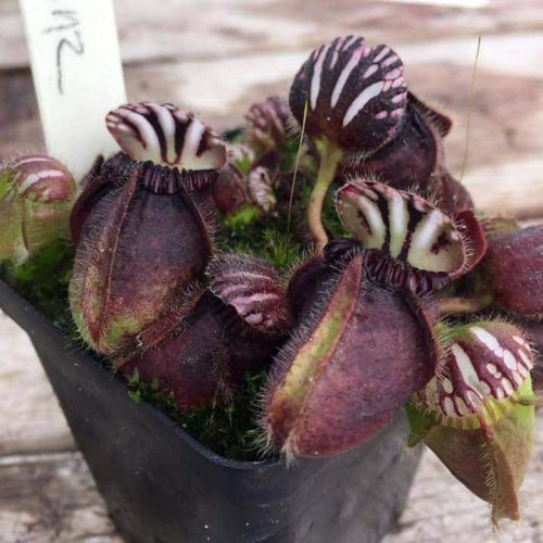 1jplY3OUTDh3XPb65MU3.jpg 1jplY3OUTDh3XPb65MU3.jpg