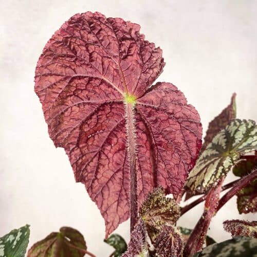 1negAhWon6Z1rcpUYgfJ.jpg 1negAhWon6Z1rcpUYgfJ.jpg