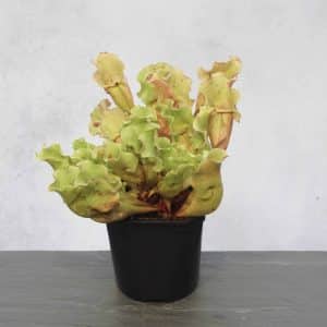 Sarracenia purpurea ssp. venosa var. burkei "Completely Veinless Plants", 15-20 cmᅠ