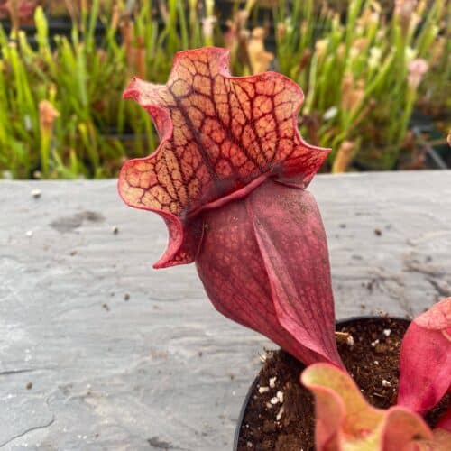 1w13liXSU1lMxA63NVhn.jpg 1w13liXSU1lMxA63NVhn.jpg