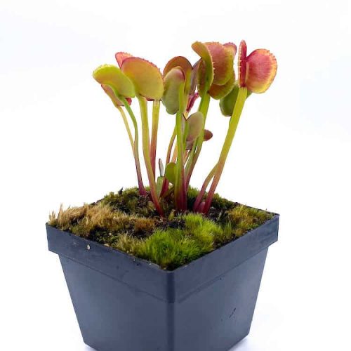 1w1dAHhaaW0xIsnw8yq9.jpg 1w1dAHhaaW0xIsnw8yq9.jpg