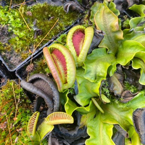 1xrcH91SkYDB0bNpdQcK.jpg 1xrcH91SkYDB0bNpdQcK.jpg