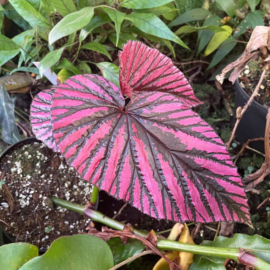 Begonia brevirimosa