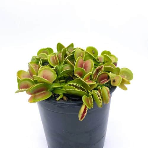 21qfVK4FbIViEwwoeHg6-1.jpg 21qfVK4FbIViEwwoeHg6-1.jpg