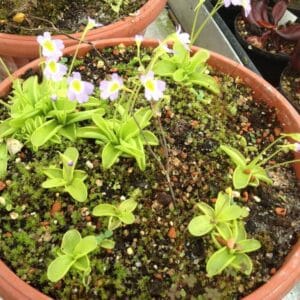 Pinguicula hirtiflora, Mount Olymp