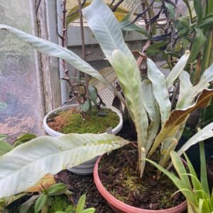 Pyrrosia spec. Very long silver green leaves