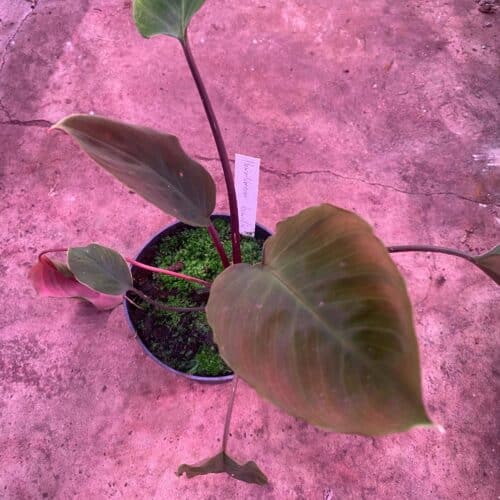 276jm8dOf9RZ8ZUnXxna.jpg 276jm8dOf9RZ8ZUnXxna.jpg