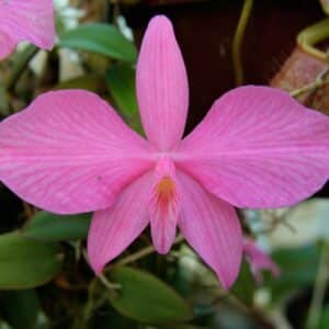 Andere Orchideen
