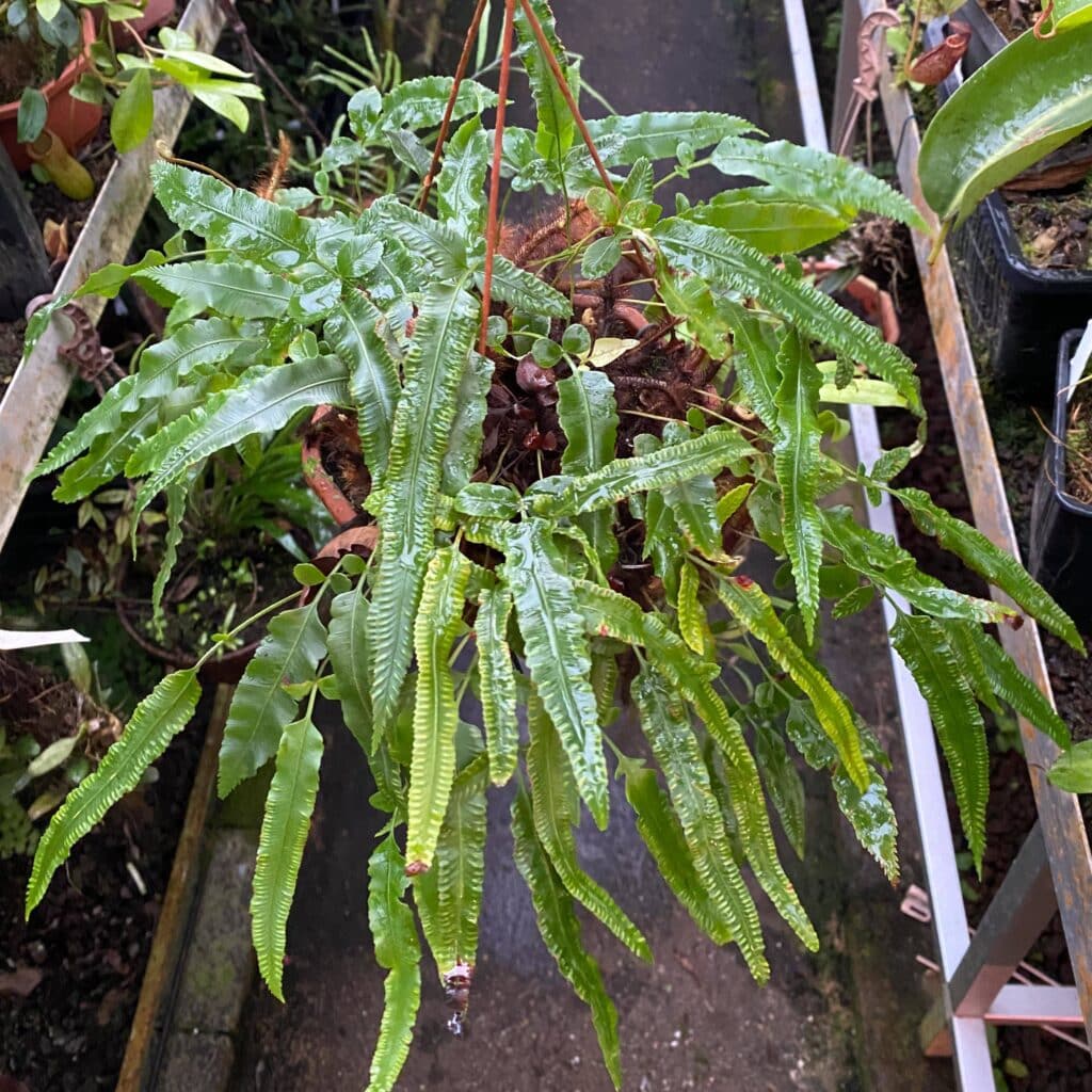 carnivorsandmore – Deine Quelle für seltene Pflanzen Davallia x pentaphylla