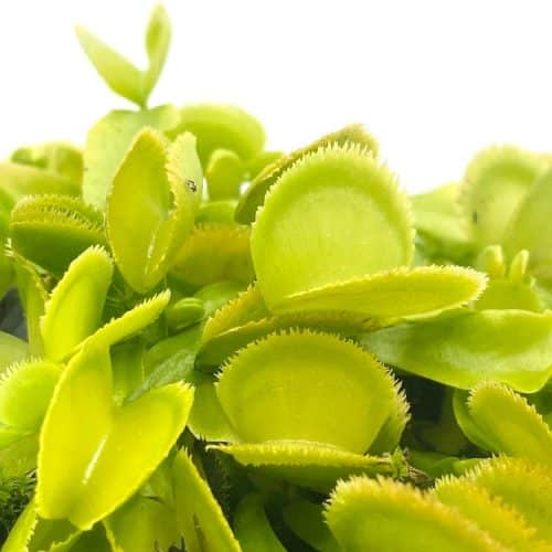 2C4po6rnsecBZOnTuP8M-1.jpg 2C4po6rnsecBZOnTuP8M-1.jpg