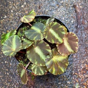 Begonia cleopatrae