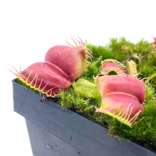 2H0bsvEp1QImCJjZ3vUX.jpg 2H0bsvEp1QImCJjZ3vUX.jpg