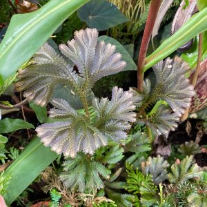 Selaginella spec. "Big red leaves"