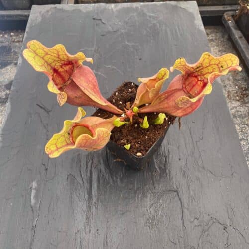 2KustC22LOEbBjKIhjJY.jpg 2KustC22LOEbBjKIhjJY.jpg