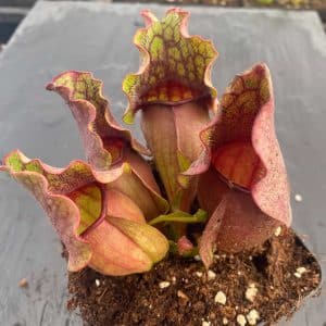 Sarracenia purpurea ssp. venosa "Green Swamp x Buddha Belly", 12-14 cm