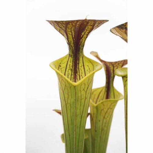 2UDZLLcxAbILlvcwtMTk.jpg 2UDZLLcxAbILlvcwtMTk.jpg