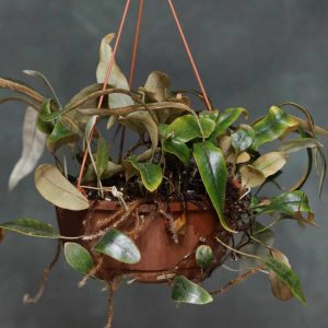 Pyrrosia spec. Tambunan Road