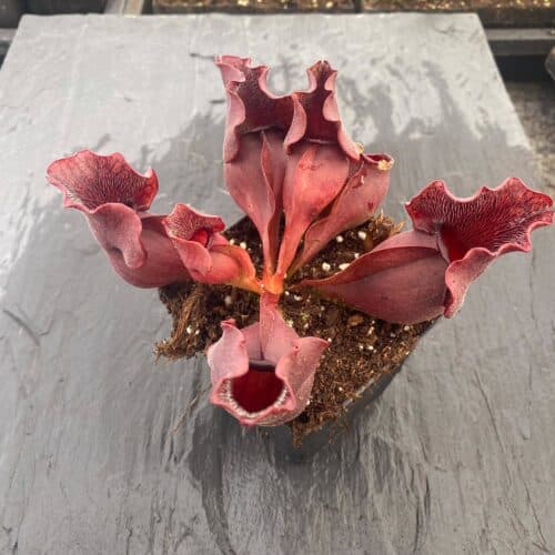 2WD0VhpcTjzxcPBgZcGV.jpg 2WD0VhpcTjzxcPBgZcGV.jpg