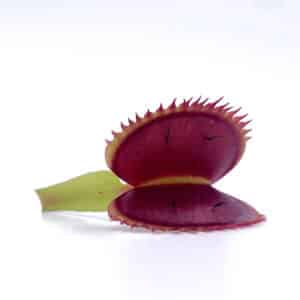 Dionaea muscipula "UK Sawtooth II"