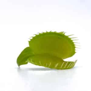 Dionaea muscipula "CK Green Fused Teeth"