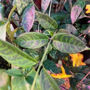 Aeschynanthus longicaulis