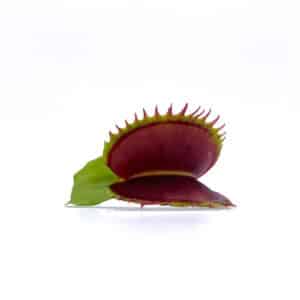 Dionaea muscipula "Bimbo"