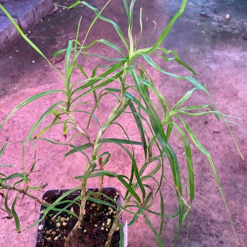 2eXLnZRc88kP6n2llKHN.jpg 2eXLnZRc88kP6n2llKHN.jpg