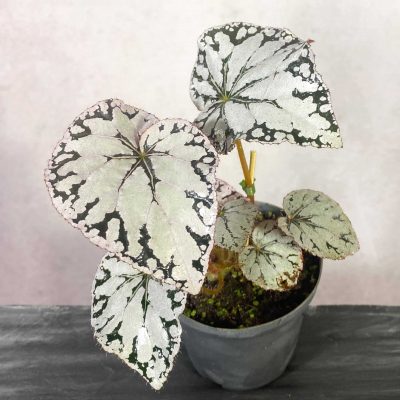 Carnivorsandmore – deine quelle für seltene pflanzen