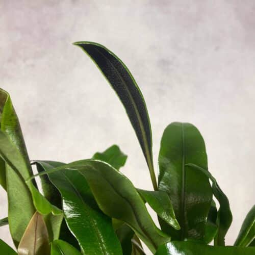 2hDhJlSCK8kdLzGzBT5b.jpg 2hDhJlSCK8kdLzGzBT5b.jpg