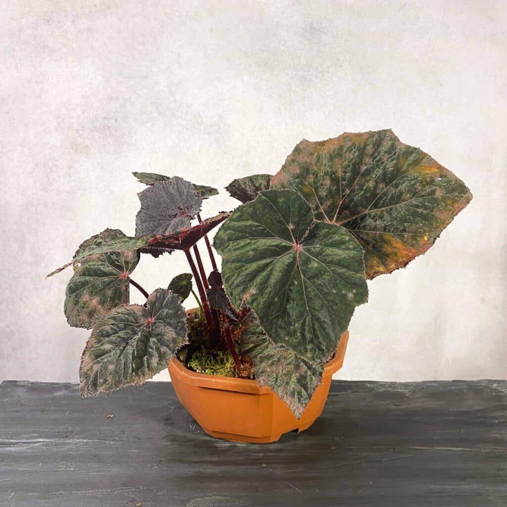 Begonia ''Taconite''