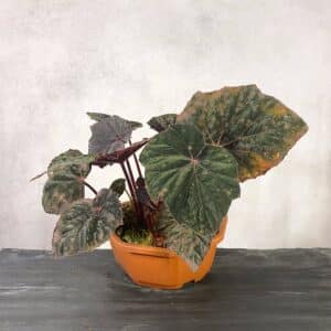 Begonia "Taconite"