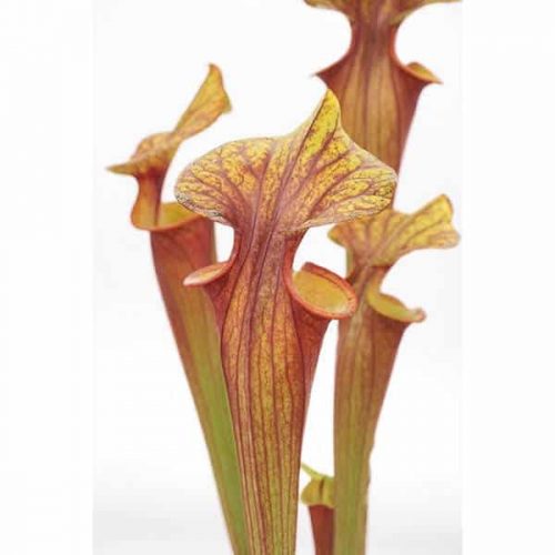 2nyJSewS2iEdnHNexRmd.jpg 2nyJSewS2iEdnHNexRmd.jpg