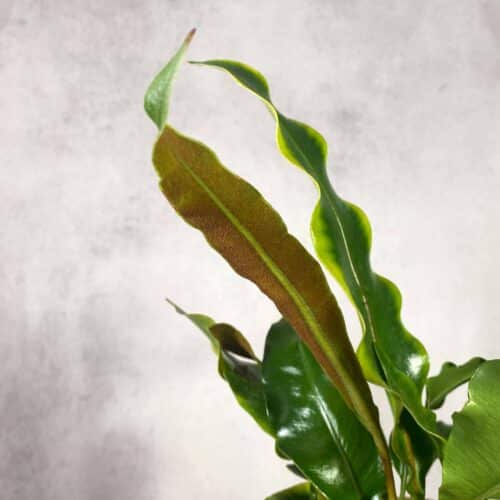 2o6szwW92XUWJ1gksk0T.jpg 2o6szwW92XUWJ1gksk0T.jpg