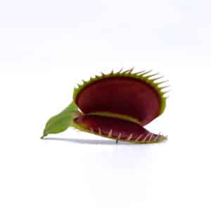 Dionaea muscipula "Big Teeth Red Giant"