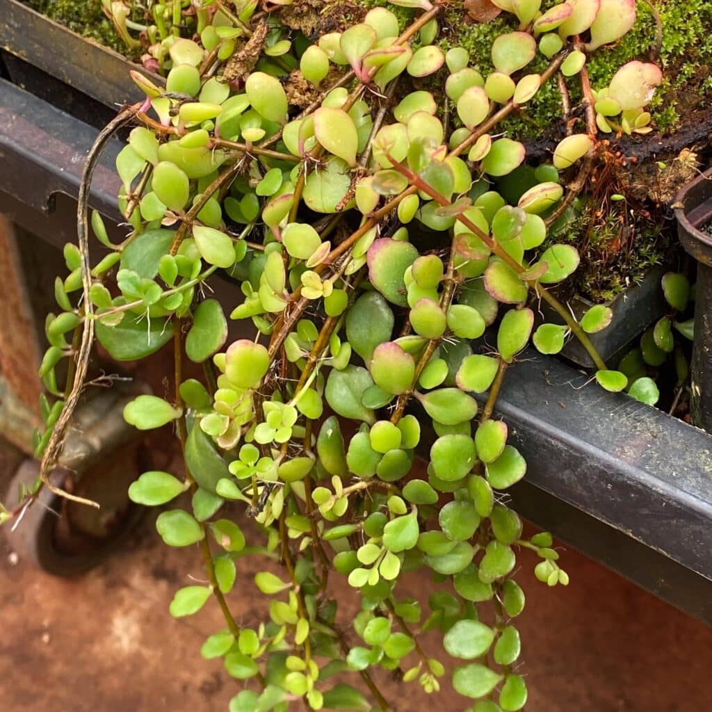 carnivorsandmore – Deine Quelle für seltene Pflanzen Kalanchoe uniflora