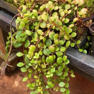 Kalanchoe uniflora