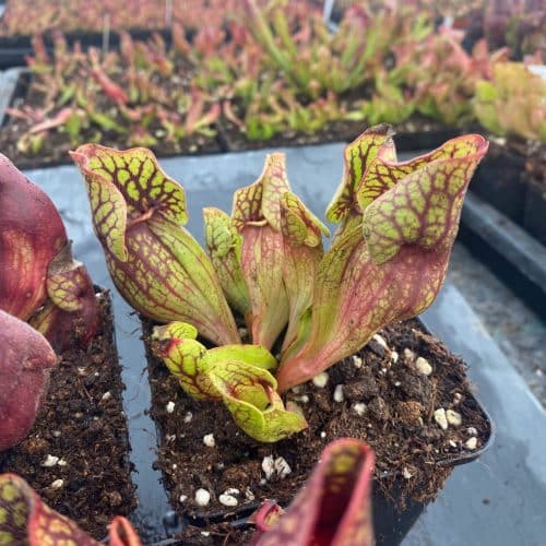 2vwYXXtyKTPtPSa9VKbp.jpg 2vwYXXtyKTPtPSa9VKbp.jpg